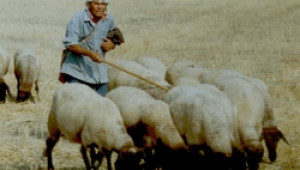 Все по-често овцевъди изхвърлят вълната, за да не я продават на безценица - Agri.bg