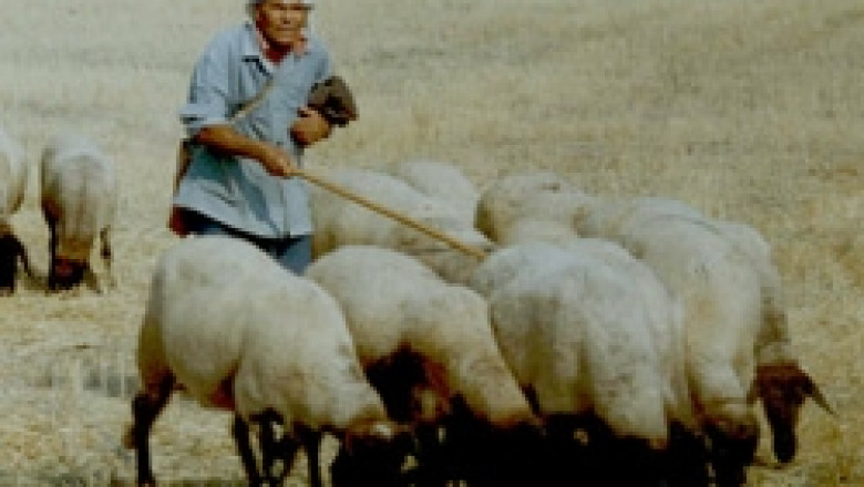 Все по-често овцевъди изхвърлят вълната, за да не я продават на безценица