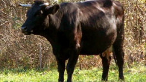Крави и овце „се губят” в идентификационната система на НВМС - Agri.bg