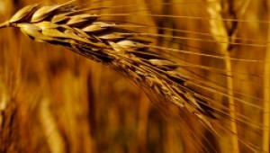 От ДФ "Земеделие" са прикривали фирмите, източвали САПАРД - Agri.bg