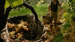 Обявиха началото на Националната програма за подпомагане на лозаро-винарския сектор - Agri.bg