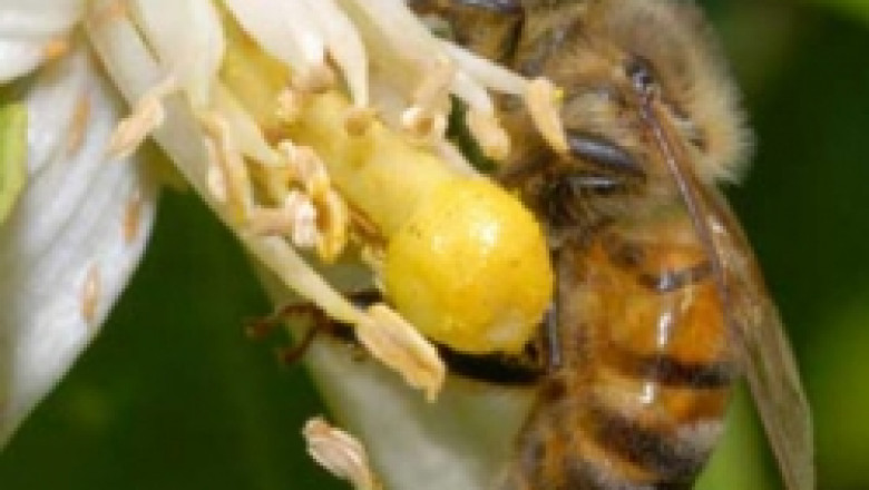 15 евро на пчелно семейство искат пчеларите за зимния сезон