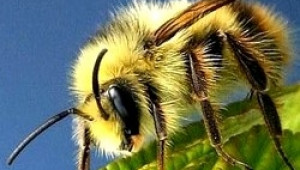 Пчеларите излизат с твърди искания пред държавата - Agri.bg