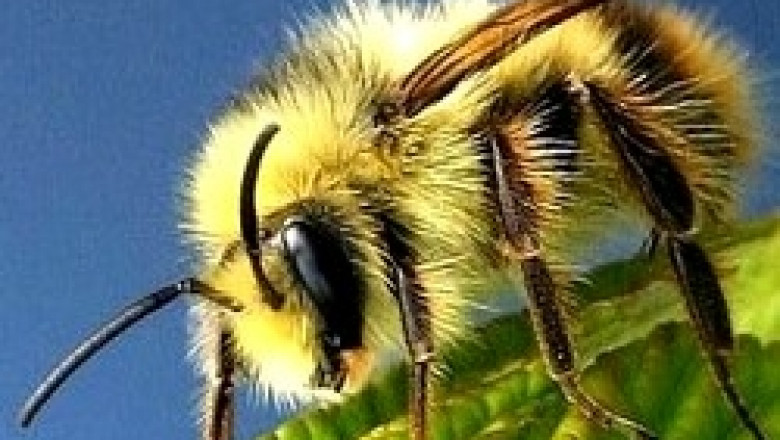 Пчеларите излизат с твърди искания пред държавата