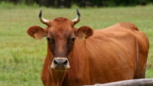 Свикват Консултативния съвет по животновъдство, за да обсъдят мерки срещу ниските изкупни цени на млякото - Agri.bg