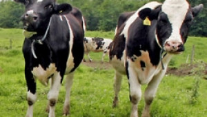 Мерки в помощ на млекопроизводителите бяха обявени от Европейската комисия - Agri.bg