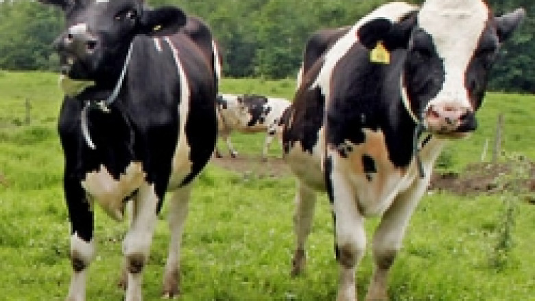 Мерки в помощ на млекопроизводителите бяха обявени от Европейската комисия