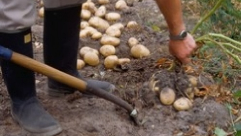 200 тона картофи залежават в смолянското село Арда поради вносът от чужбина