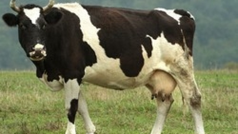 Млечния Борд алармира за нова опасност пред млекопроизводителите