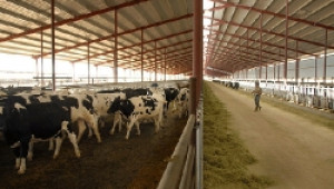 Предложена е 300 лв субсидия на крава за следващата година - Agri.bg