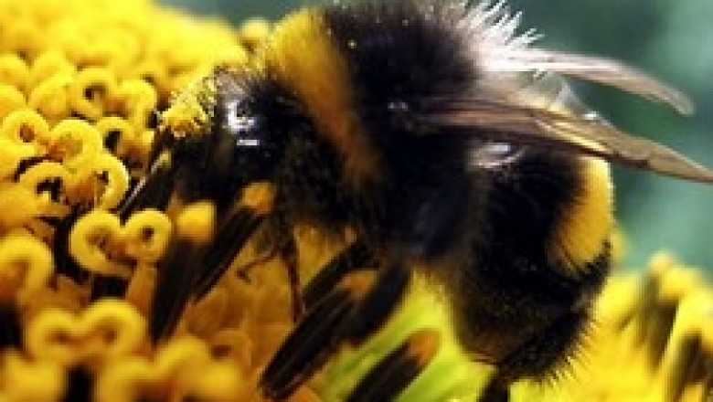 Състояние и перспективи пред пчеларския сектор в края на 2008 г