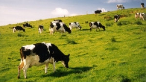 Ще заубим 80% от млякото си от 2010 г. , ако не удължим срока за модернизация на фермите - Agri.bg