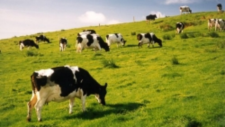 Ще заубим 80% от млякото си от 2010 г. , ако не удължим срока за модернизация на фермите