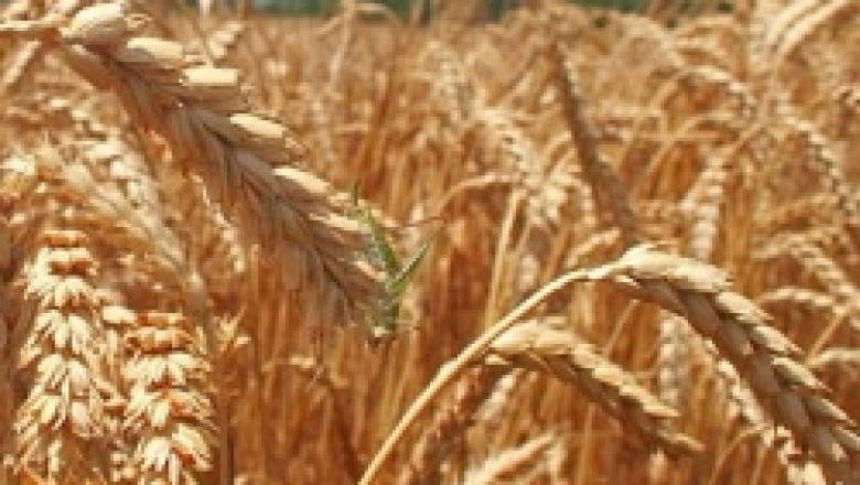 Пазарът на царевицата и пшеницата на борсите продължава да бъде дефицитен