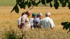 Фермерите трябва спешно да намерят пари за обгазяване на пшеницата - Agri.bg