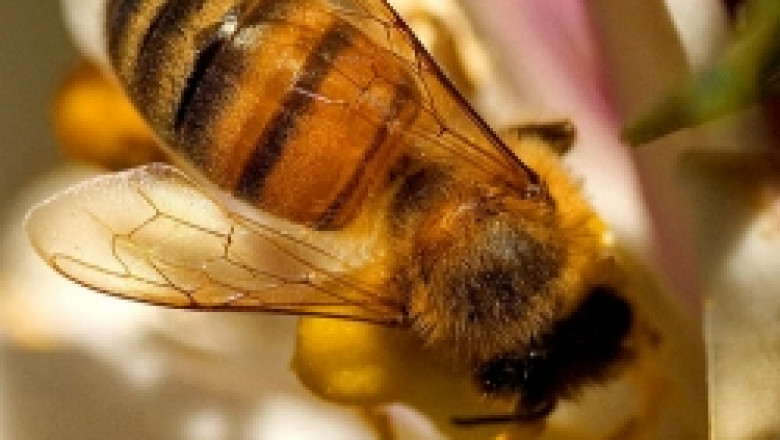 От вчера започна приемът на заявления за подпомагане по Националната програма по пчеларство за 2009 г.