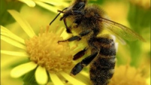 Евродепутатът Нейл Париш иска спешни мерки за опазване на пчелите - Agri.bg