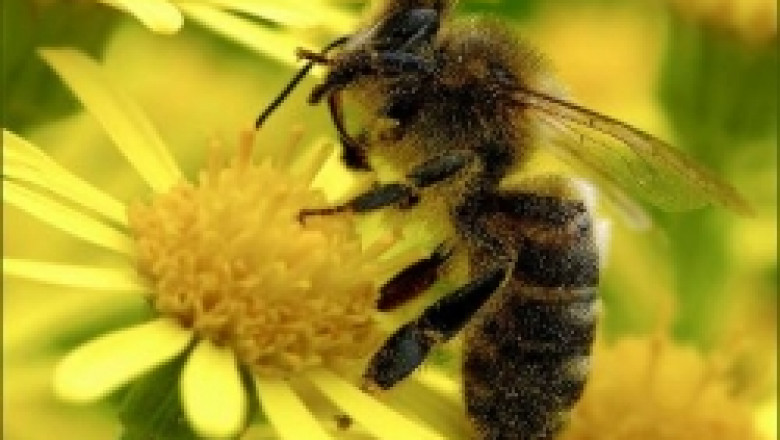 Евродепутатът Нейл Париш иска спешни мерки за опазване на пчелите