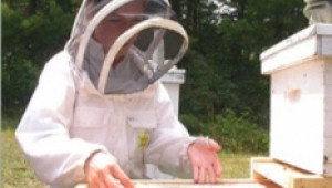 На 31 август изтича срока по Националната програма за пчеларство - Agri.bg