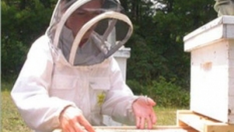 На 31 август изтича срока по Националната програма за пчеларство