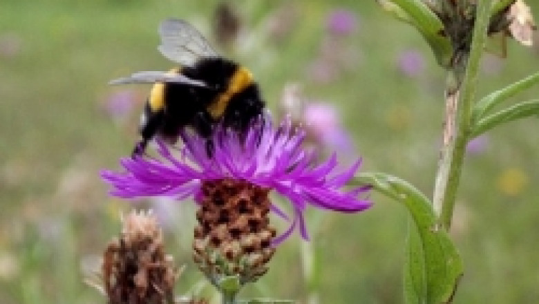 Около 50 кг мед от кошер вадят пчеларите през тази година, заяви Валери Пеев, член на сдружението на младите пчелари