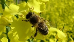 Мановият мед е предпочитан за износ - Agri.bg