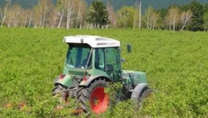Фалити на розопроизводители вещаят розопреработвателите, заради очакваното свръхпроизводство на розово масло - Agri.bg