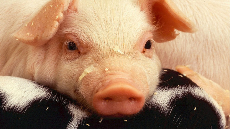АЧС нанесе жесток удар върху поголовието от свине-майки в Китай