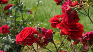 Слаба година за маслодайната роза