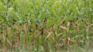 Силна година за отглеждане на царевица - Agri.bg