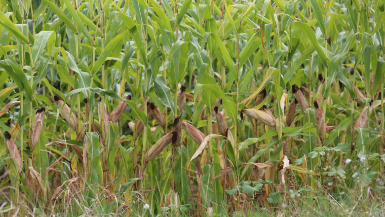 Силна година за отглеждане на царевица