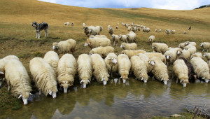 Как албанците развиват своя овцевъден сектор? - Agri.bg