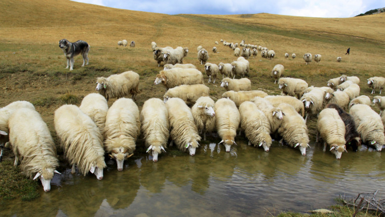Как албанците развиват своя овцевъден сектор?