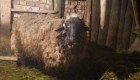 Продажба овце - Снимка 2