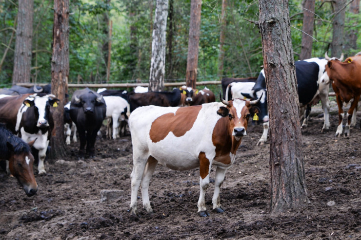 100% натурално краве сирене на едро - Снимка 3