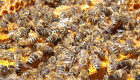 Пчелни отводки работещи - доставка София - Снимка 1