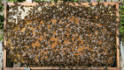 Пчелни отводки работещи - доставка София - Снимка 2