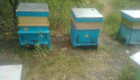 Пчелни отводки работещи - доставка София - Снимка 3