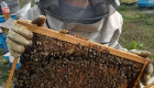 Продавам пчелни семейства ЛР. - Снимка 1