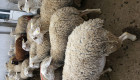 Продавам овце - Снимка 2