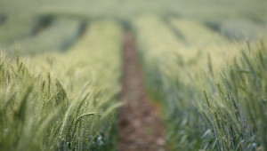 В Бургаско ечемикът и пшеницата са почти узрели - Agri.bg