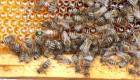 продавам качествени пчелни майки - Снимка 2