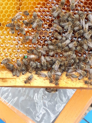 продавам качествени пчелни майки - Снимка 2