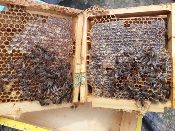 продавам качествени пчелни майки - Снимка 3