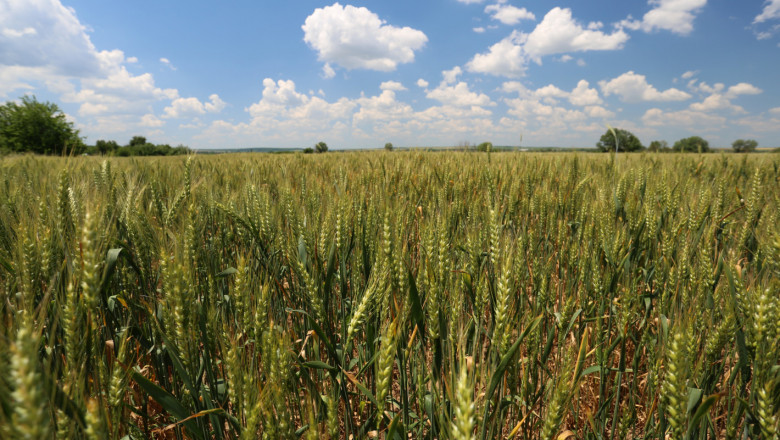 България е най-големият износител на пшеница за посев в света