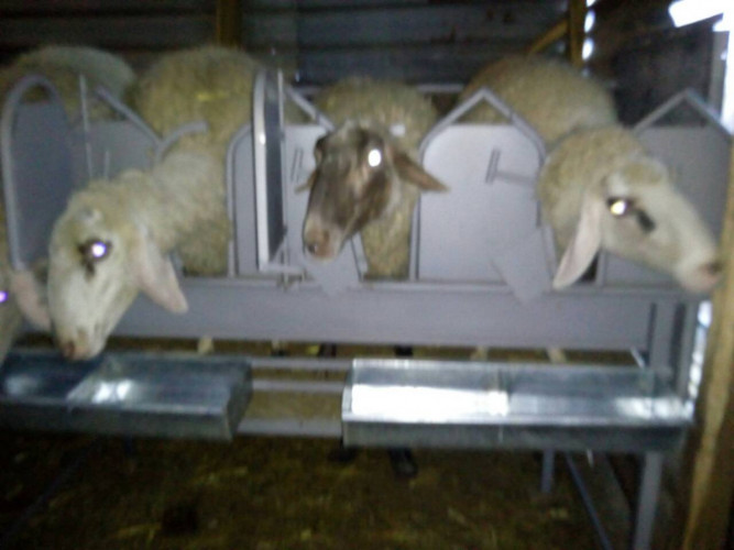 Капани за доене на овце и кози - Снимка 2
