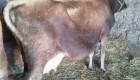 Продавам скоро отелени крави жарсета - Снимка 6
