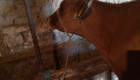 Продавам скоро отелени крави жарсета - Снимка 7