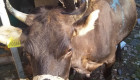 Продавам скоро отелени крави жарсета - Снимка 8
