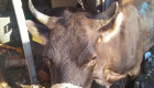Продавам скоро отелени крави жарсета - Снимка 9